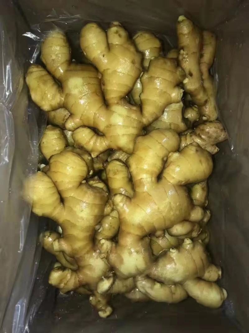 【实力】 生姜 色黄味辣 块大肥厚 规格全 月子姜 黄姜
