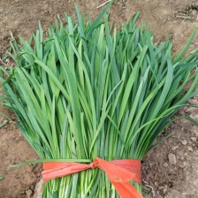大棚韭菜货源充足需要的老板联系我