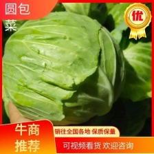 绿甘蓝 聊城甘蓝 万亩大棚甘蓝 代收代发代加工全国发货