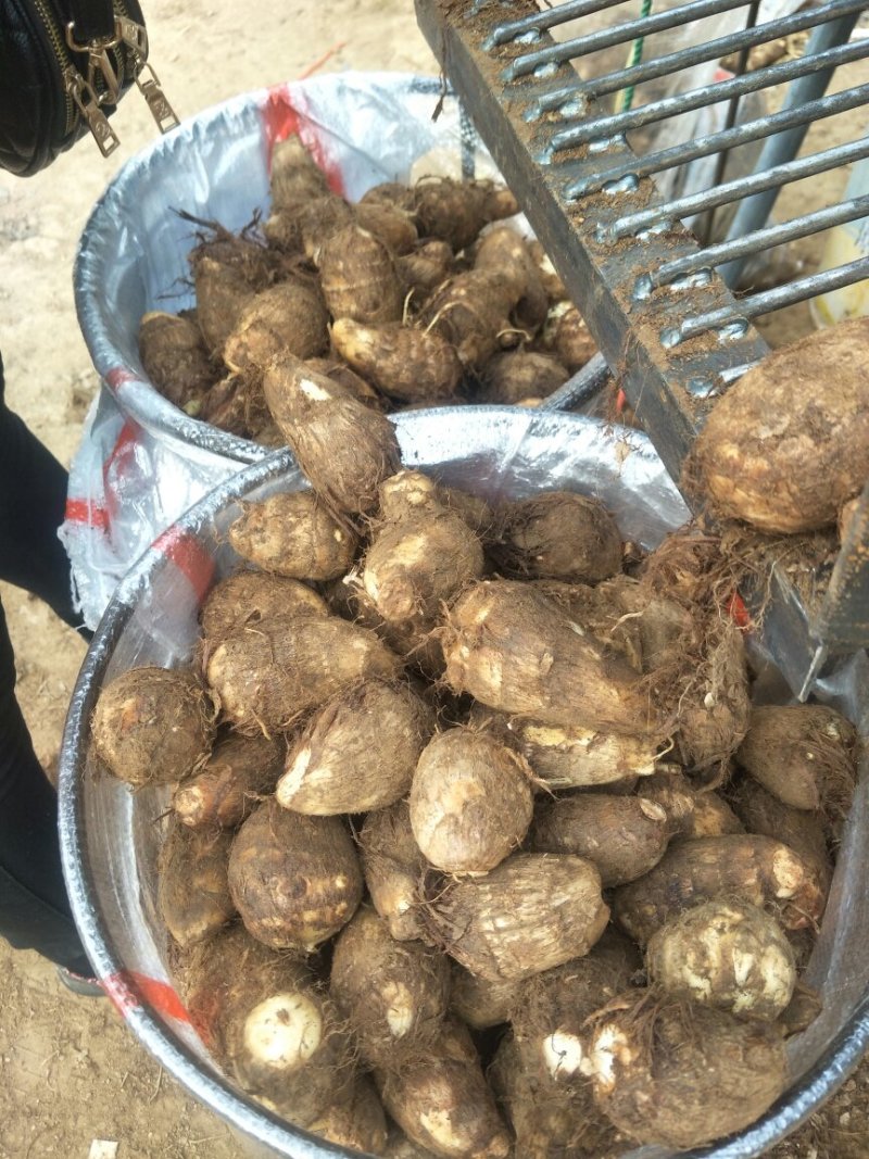 供应大球小球✔通货✔二母✔货源充足✔，量大从优，一手货源