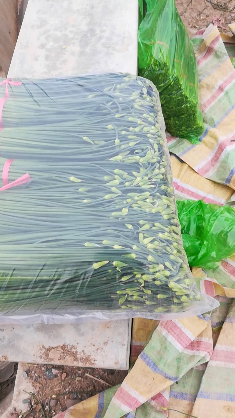 本地韭菜韭苔直供 诚寻合作 质量有保证 价格真实