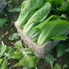 《快菜》安徽阜阳太和县产地直供/常年有货全国发货