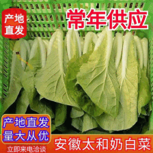 【奶白菜】安徽阜阳太和县～产地常年供应，全国发货