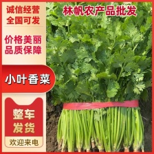 河北昌黎精品大叶<font color=red>香菜</font>大量上市中，你这