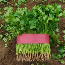 河北昌黎精品大叶香菜大量上市中，你这大根数颜色靓丽