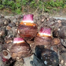 云南人头芋 香芋产地一手货源量大优惠欢迎合作