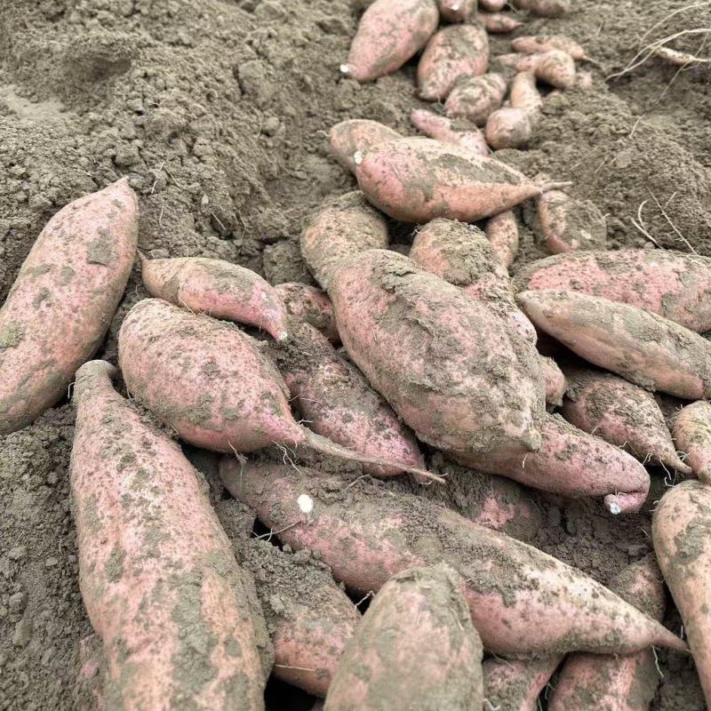 商薯19大量出货，量大价优