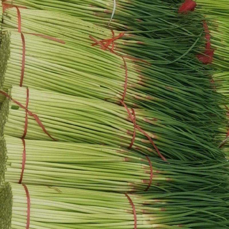 山东蒜苔，精品红帽蒜薹，可加冰走车，对接各大电商平台商超