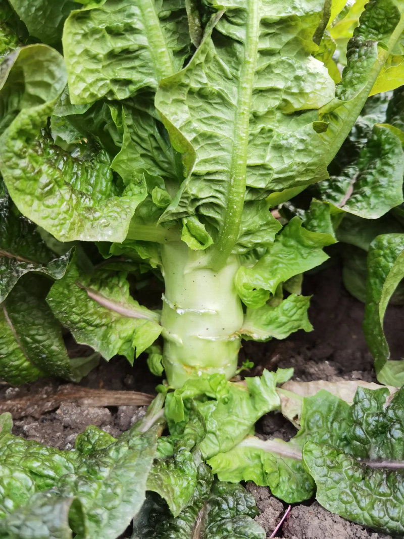 河南新野莴笋 尖叶莴笋 红叶莴笋 地头发货