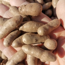 河北铁棍山药产地直发，山药豆，白嘴豆，铁棍豆，各种山药豆