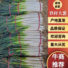 启东<font color=red>大葱</font> 铁杆<font color=red>大葱</font> 诚信合作 量大从