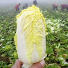 嘉伟种植专业合作社