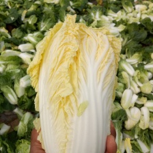 嘉伟种植专业合作社