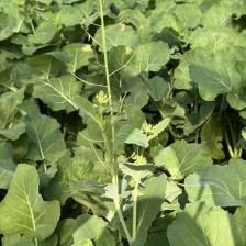 板兰苔蔬菜大量上市，精品批发，全国发货