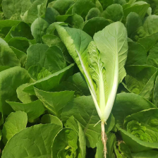 精品安徽小白菜奶白菜/基地直供/对接市场批发/全国发货