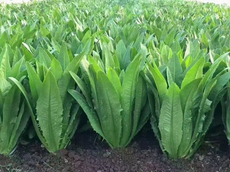 河北邯郸油麦菜产地发货一手货源批发品质保证价格美丽！