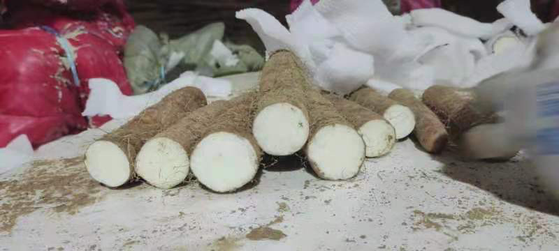 白玉<font color=red>山药</font>，双棒<font color=red>山药</font>，咕噜，小白嘴，麻