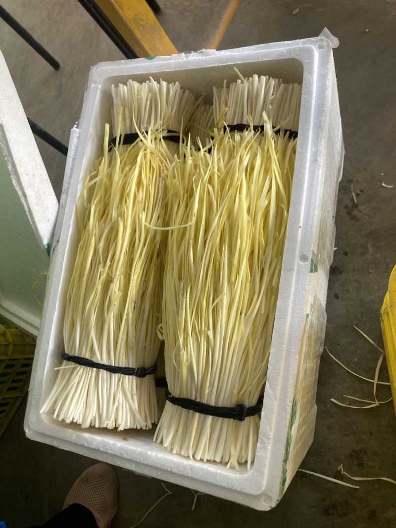 【品质保证】韭黄、韭菜芽，水洗 大量有货 可视频看货