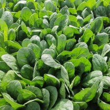 菠菜，趴地菠菜，黑圆叶菠菜