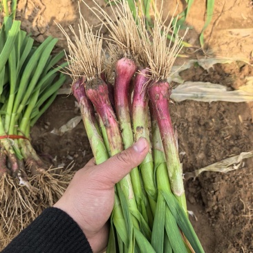沙地红根蒜苗，净菜供应。货源不断，保证质量。