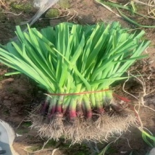 沙地红根蒜苗，净菜供应。货源不断，保证质量。