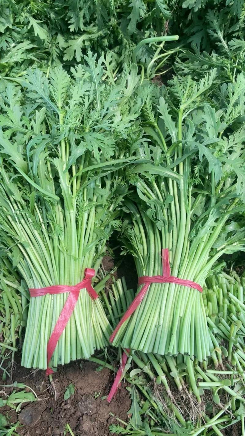 辽宁精品茼蒿大量供货中 产地直供 量大从优 对接全国