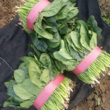 河南滑县精品菠菜质量保障视频看货量大从优一手货源欢迎来电