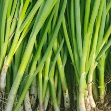 精品大个红毛葱