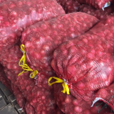 精品大个红毛葱