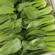 精品青菜，长期供应。长年代收