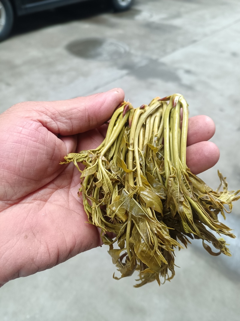 香椿芽麻阳农夫直发露天野生春木芽