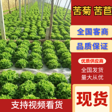 沈阳苦菊脆爽可口新鲜现摘产地直供品质保证对接电商批发
