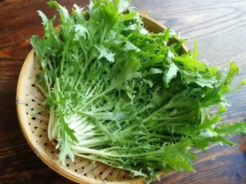 沈阳苦菊脆爽可口新鲜现摘产地直供品质保证对接电商批发