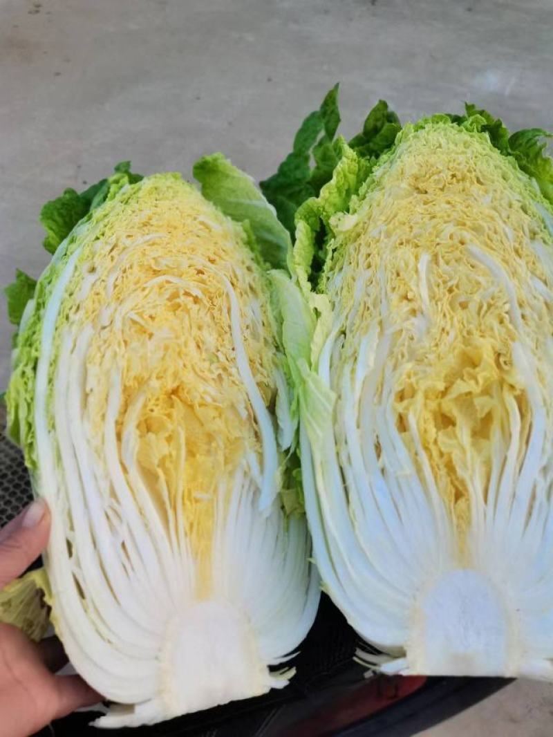 黄心白菜大白菜山东平度白菜开割了价格实惠运输便利诚信为本