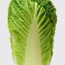 黄心白菜大白菜山东平度白菜开割了价格实惠运输便利诚信为本
