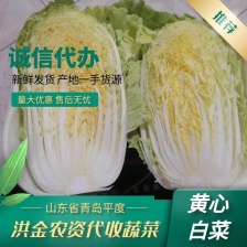黄心白菜大白菜山东平度白菜开割了价格实惠运输便利诚信为本