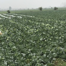 【火爆】圆包菜湖北甘蓝 价格美丽 现货速发 保质保量