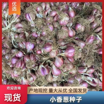 精品云南大理红葱头大量现货上市 基地直发保质保量