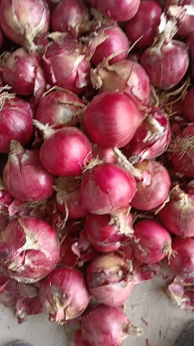 精品紫皮洋葱 大量供应 产地一手货源 保质保量