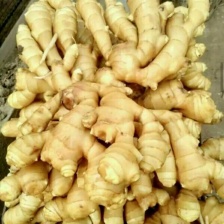 精品小黄姜 窖藏 沙土水洗 对接电商市场商超 量大从优