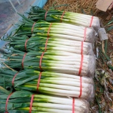 河南内黄大葱  产地大葱大量上市  产地供应  发往全国