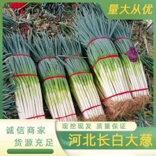 长白<font color=red>大葱</font>，毛葱净葱，基地发货，货源稳