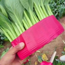 萌萌蔬菜代收基地