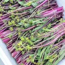 菜心，菜苔，广东菜心，新鲜上市，价格美丽，对接全国