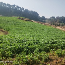 菜心，菜苔，广东菜心，新鲜上市，价格美丽，对接全国