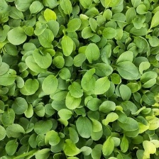 建瓯市国农特菜种子店