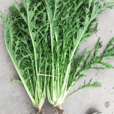 精品雪里红 鲜货 雪里蕻芥菜上市中，市场货专供