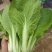 优质快菜 山东大棚快菜 新鲜快菜 全年有货 全国配送