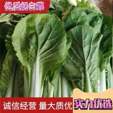优质快菜 山东大棚快菜 新鲜快菜 全年有货 全国配送