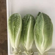 精品【散叶生菜】新品上市 质量保证 品种纯正 假一赔十